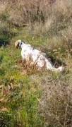 STREPITOSO SETTER INGLESE PRONTA CACCIA 