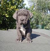 Cuccioli di Cane Corso Italiano selezionati 