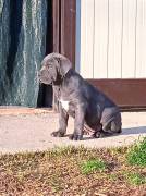 Cuccioli di Cane Corso Italiano selezionati 