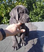 Cuccioli di Cane Corso Italiano selezionati 