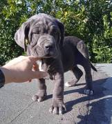 Cuccioli di Cane Corso Italiano selezionati 