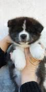 stupendi cuccioli di Akita tigrati