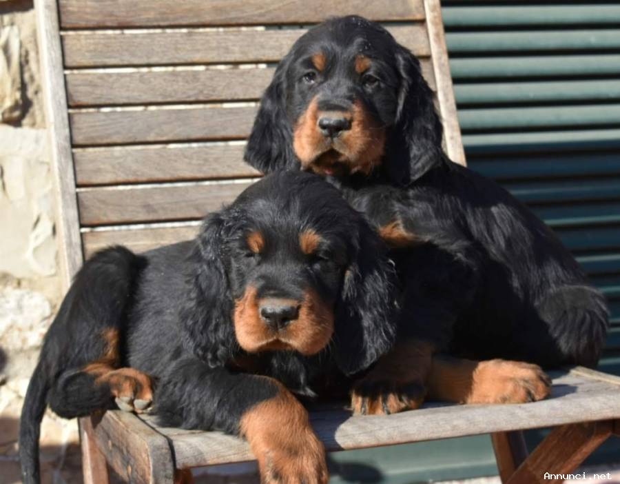 Cuccioli di Setter Gordon con Pedigree