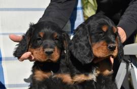 Cuccioli di Setter Gordon con Pedigree 