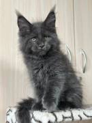 maine coon gattino in vendita