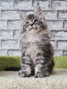 maine coon gattino in vendita