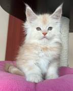 maine coon gattino in vendita