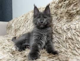 maine coon gattino in vendita