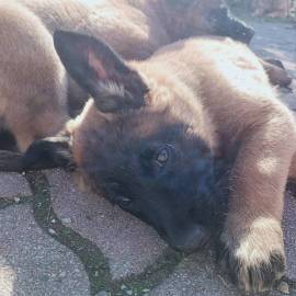 Pastore belga malinois