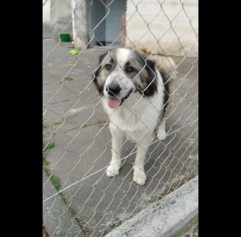 Cagnoline in Adozione 