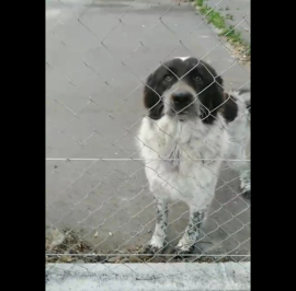 Cagnoline in Adozione 