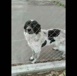 Cagnoline in Adozione 