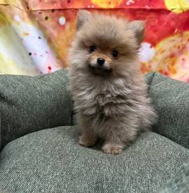 cucciolo di Volpino di Pomerania fulvo maschio 