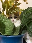 Mamma gatta e la coccola di mamma