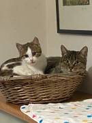 Mamma gatta e la coccola di mamma