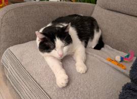 Mau micione timido buono e bello