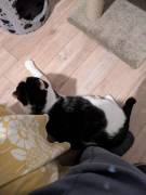 Mau micione timido buono e bello