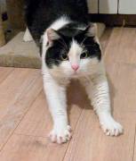 Mau micione timido buono e bello