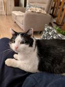 Mau micione timido buono e bello