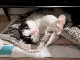 Mau micione timido buono e bello