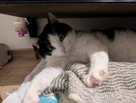 Mau micione timido buono e bello