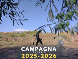 OLIO EXTRAVERGINE DI OLIVA NOCELLARA ETNEA - Molitura Dicembre 2025