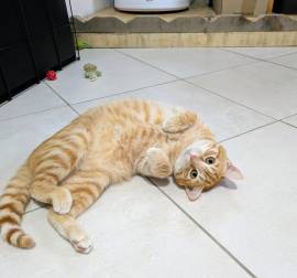 Spritz e Bailey bellissimi mici giovanotti