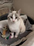 Spritz e Bailey bellissimi mici giovanotti