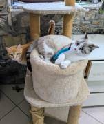 Spritz e Bailey bellissimi mici giovanotti