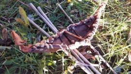 FAR WEST - Riproduzione di Vitra Reale