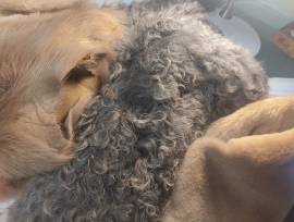 Pelli i9n Pelo per Abbigliamente -Arredamento- Calzatura ecc-..