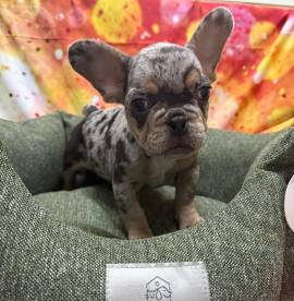  cucciolo di Bouledogue Francese blu merle maschio