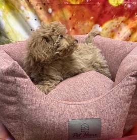 cucciola di Maltipoo crema femmina cucciola di Maltipoo crema femmina