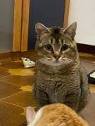 Bibó cerca adozione del cuore Bibó cerca adozione del cuore