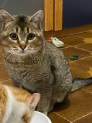 Bibó cerca adozione del cuore Bibó cerca adozione del cuore