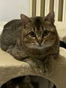 Bibó cerca adozione del cuore Bibó cerca adozione del cuore