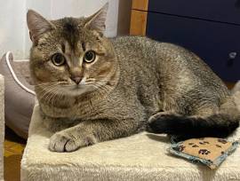 Bibó cerca adozione del cuore Bibó cerca adozione del cuore