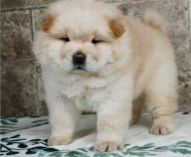 Chow Chow maschi che femmina