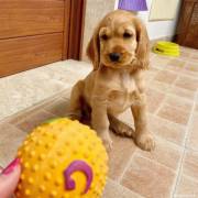 Tre cuccioli di Cocker spaniel maschi e femmine