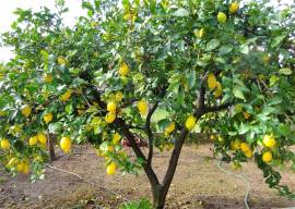 Limoni non trattati dal produttore al consumatore