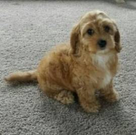 gentile cavapoo