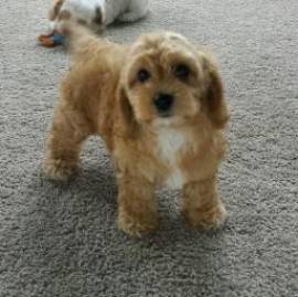 gentile cavapoo