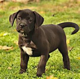 Carismatico Labrador Retriever Mix