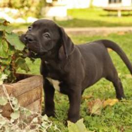 Carismatico Labrador Retriever Mix