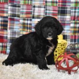 Mini Sheepadoodle delicato