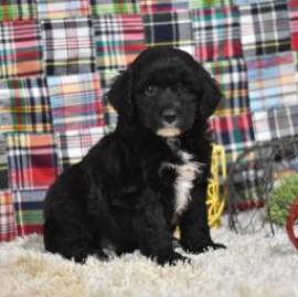 Mini Sheepadoodle delicato