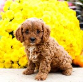 Dolce Cavapoo