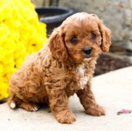 Dolce Cavapoo