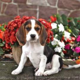 Beagle dagli occhi luminosi