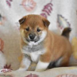 Ospitale Shiba Inu